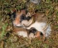 Bild: Rudolf Leitl/LBV/dpa
Die undatierte Aufnahme zeigt zwei Gartenschläfer in einem Nest.