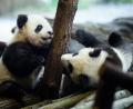 Bild: Gregor Fischer
Erster Ausflug der Panda-Zwillinge Meng Xiang (l, Pit) und Meng Yuan (Paule). Foto: Gregor Fischer/dpa