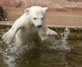 Bild: Daniel Karmann/dpa
Die junge Eisbärin Flocke schwimmt 2008 in ihrem Außengehege im Tiergarten in Nürnberg erstmals vor Besuchern. Mittlerweile hat Flocke selbst Nachwuchs - Drillinge.