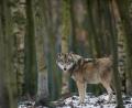 Symbolbild: Klaus-Dietmar Gabbert/ZB/dpa 
Dieser Wolf steht in einem Freigehege. In der nördlichen Oberpfalz gab es früher viele der großen Beutegreifer. Sie galten als ausgerottet, kehren aber langsam zurück.