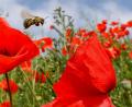 Symbolbild: agentur_dpa
Eine Biene ist auf einer Wiese mit blühendem Klatschmohn unterwegs. Naturbelasse Flächen bieten Lebensraum für eine Vielzahl von Insekten. Mit dem Arbeitskreis "Biodiversität" verfolgt der Stadtrat eine eigene Strategie zu mehr Natur in Neunburg.