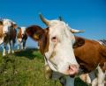 Bild: Lino Mirgeler/dpa
Kühe gehören zu unserer Kulturlandschaft und sie müssen auf die Weide. Das sagt die studierte Tierärztin und Landwirtin Dr. Anita Idel.