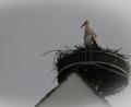 Bild: idu
Mal Ausschau halten: Der Storch nimmt den Horst in Trabitz in Beschlag.