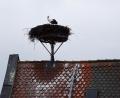 Bild:  Reinhard Schmid/exb
Frau Storch allein im Nest über dem Neustädter Landratsamt.