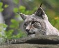 Bild: Holger Hollemann/dpa
Symbolbild. Ein Luchs liegt in seinem Gehege.