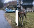 Bild: Polizeipräsidium Niederbayern/dpa
Ein Hirsch mit Geweih hat in Zwiesel eine Autofahrerin erschreckt.