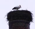 Bild: bkr
Der Storch ist zurück in Immenreuth und trotzt dort Wind und Regen.