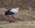 Bild: Norbert Vetter/exb
Storch in Kemnath.