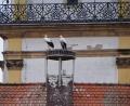 Bild: Dobmeier
Der zweite Storch ist im Horst am Alten Schulhaus gelandet.
