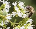 Archivbild: Hösamer
Damit Insekten und Vögel mehr Lebensraum zur Verfügung haben, wird in der Stadt Neunburg nun weniger gemäht. Außerdem werden zusätzlich neue Blühstreifen angelegt. Imker Herbert Vogl ist derweil auf der Suche nach einer Waldlichtung für Wespen und Hornissen.