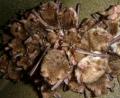 Bild: exb
Diese kleinen Tierchen wecken stets großes Interesse: Fransenfledermäuse, die sich in einem Kasten dicht aneinander drängen. Bei einem Vortrag in Pressath berichtet Fledermaus-Landkreisbetreuer Markus Liebl mehr über die Säugetiere.