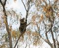 Bild: International Fund For Animal We/dpa
Ein Koalabär sitzt in einem Baum. Bei den Bränden in Australien sind Tausende Tiere ums Leben gekommen.