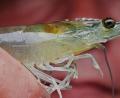 Bild: Daniel Bockwoldt/exb
Garnelen der Gattung Litopenaeus vannamei, white shrimp oder Weißbeingarnele gibt es bald frisch auf den Tisch, direkt von der Zuchtanlage auf der Wendermühle von Alfred Stier. Die Tiere werden als Larven gesetzt und wachsen nach etwa einem halben Jahr zur Speisegröße von rund 25 bis 30 Gramm auf 15 bis 20 Zentimeter heran.
