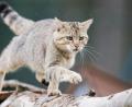 Bild: Julian Stratenschulte
Eine Wildkatze (Felis silvestris) klettert im Wildkatzengehege vom NABU Niedersachsen im Harz. In Bayern zählt der Bund Naturschutz nun 600 dieser Tiere.
