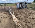 Bild: Beer
Beim Aufprall wurde die Birke entwurzelt. Der Fahrer wurde eingeklemmt, kam aber trotzdem mit leichten Verletzungen davon.