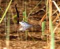 Bild: Markus Raum
Der Moorfrosch.