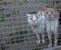 Archivbild: Steinbacher
Die Katzen im Tierheim Weiden müssen wegen der Coronakrise auf Besuche von ihren Katzenstreichlern verzichten.