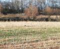 Bild: Anne Wiesnet
Der Storch stakst über die Wiese nahe des Hirtweiher-Bolzplatzes.