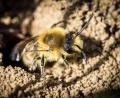 Bild: Hösamer
Eine Wildbiene verlässt ihr Nest in der Erde. Es dürfte sich um eine Seidenbiene handeln, von denen es viele verschiedene Arten gibt.