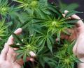 Symbolbild: dpa
Im Sicherheitsbericht der Polizeiinspektion Neunburg vorm Wald wird auch an die Entdeckung einer Drogenplantage an der Schwarzach im Oktober vergangenen Jahres erinnert. Dabei wurden 33 Marihuana-Pflanzen mit einer Höhe von bis zu zwei Metern aufgefunden - angebaut von einem 65-Jährigen.