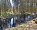 Bild: ANDREAS ROYER
Dieser Teich östlich der B 85 gegenüber der BePo hat über die Jahre an Attraktivität für die Amphibien verloren. Die Staatsforsten wollen das jetzt wieder ändern.