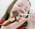 Bild: Markus Scholz/dpa
Tierpflegerin Iris Schwartz füttert im Tierheim Lübeck ein aus dem Nest gefallenes Eichhorn-Junges.
