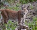 Bild: gis
Auch wer künftig den Luchs beobachten will, muss mehr zahlen.