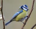 Bild: Patrick Pleul/dpa
Eine Blaumeise ist in einem Garten zu sehen. Aktuell sterben viele der Vögel an einer bislang unbekannten Krankheit. Der LBV ruft nun dazu auf, gefundene Tiere zu melden.