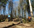 Bild: Portner
Abstand gilt in Coronazeiten auch beim Ortstermin im Wald: Ingo Greim vom Forstbetrieb Flossenbürg (von links) und Forstdirektor Gerhard Hösl lassen sich von Revierleiter Rudolf Stadler die zum Fällen markierten Bäume zeigen. Ab 14. April läuft die Abholzaktion in Sichtweite zum Stückberg-Aussichtsturm an.
