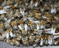 Bild: Huber
Im April sind Bienen schwer aktiv.