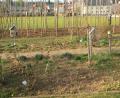 Bild: no
Mitglieder des Gartenbauvereins Illschwang bewältigten mit dem Aufstellen der Hopfenstangen die erste wichtige Aufgabe im Jahreslauf.