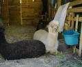 Bild: Uwe Anspach
Alpakas liegen in einem Verschlag in der Alpakafarm "Hirtenaue". Foto: Uwe Anspach/dpa