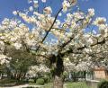Bild: Gabi Schönberger
Frühling in Weiden