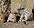 Bild: gis
In der Sonne liegen und Musik hören - was für ein Leben. Die Frischlinge im Wildpark fühlen sich sauwohl.