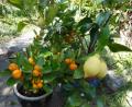 Bild: rlö
Über den Winter im Glashaus gereift: Stattliche Zitronen und kleine Calamondin-Orangen. Die Calamondin-Früchte sind inzwischen schon zu zwei Gläsern leckerer Konfitüre geworden, herb-süß nach englischer Art. Wobei auch die zarten Schalen mit verarbeitet wurden.