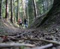 Bild: gri
Altstraßen begegnen uns heute als Hohlwege. So sieht die Bernsteinstraße im Bereich des Rotbühls zwischen Hainstetten und Schnaittenbach aus.