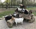 Bild: Stefan Jahreiß, Landratsamt Schwandorf
Die Ziegen im Wild- und Freizeitpark Höllohe fühlen sich pudelwohl. Acht Jungtiere sind dort in den vergangenen Wochen zur Welt gekommen.