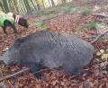 Bild: Klaus Bichlmaier
Wildschweine sind äußerst schlaue Wildtiere. Ihre Bejagung ist daher nicht einfach.