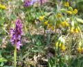 Bild: bkr
Orchideen