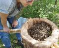 Bild: Bienery/exb
Stefanie Zehetbauer siedelte die Bienen von der Gefängnismauer in eine Klotzbeute um. Das ist eine Behausung, in der die Insekten selbst ihre Waben bauen und aus der kein Honig geerntet wird.