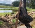 Bild: exb
Ein Leser macht in der Nähe von Hahnbach eine grausige Entdeckung: Ein toter Kormoran steckt mit dem Schnabel voraus in einem Metallrohr. Nun ermittelt die Polizei Sulzbach-Rosenberg, ob ein Tierquäler am Werk war.
