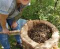 Bild: exb
Imkerin Stefanie Zehetbauer und die Bienen nach der Umsiedelung von der JVA-Mauer in eine Klotzbeute. Eine Klotzbeute ist eine selbst gebaute Behausung für Bienen in einem hohlen Stamm.