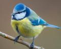 Bild: Patrick Pleul/dpa
Eine Blaumeise (Cyanistes caeruleus) sitzt in einem Garten auf einem Ast.