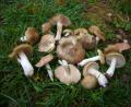 Bild: exb/Norbert Griesbacher
Der Schildrötling oder Frühlingsrötling (Entoloma clypeatum) wächst bereits im Frühling.