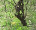 Bild: njn
Mit dem Schwärmen sind die die Bienen schon vor der Zeit. Kein Wunder, auch die Natur ist nach den Worten von Imkervorsitzenden Klaus Schmidt fünf Wochen voraus.