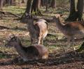 Bild: Götz
Obwohl Tierparks ab Montag wieder öffnen dürfen, bleibt die Höllohe wegen der örtlichen Gegebenheiten geschlossen.