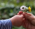 Archivbild: Karl-Josef Hildenbrand/dpa
Ein vierjähriger Junge überreicht in einem Garten seiner Mutter gepflückte Blumen.