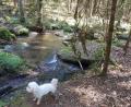 Bild: ck
Wandern durch den Wald entspannt. Auch der Hund fühlt sich dabei pudelwohl.