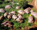 Bild: zer
Josef Meißner werden es inzwischen zu viele Schildkröten in seinem Garten.