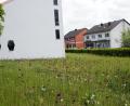 Bild: weu
Während die Kirchentüre geschlossen war, ist das Blumenfeld neben der Auferstehungskirche üppig aufgeblüht. Es bietet Bienen Nahrung und erfreut die Gottesdienstbesucher, die ab Sonntag wieder in die Kirche gehen dürfen.